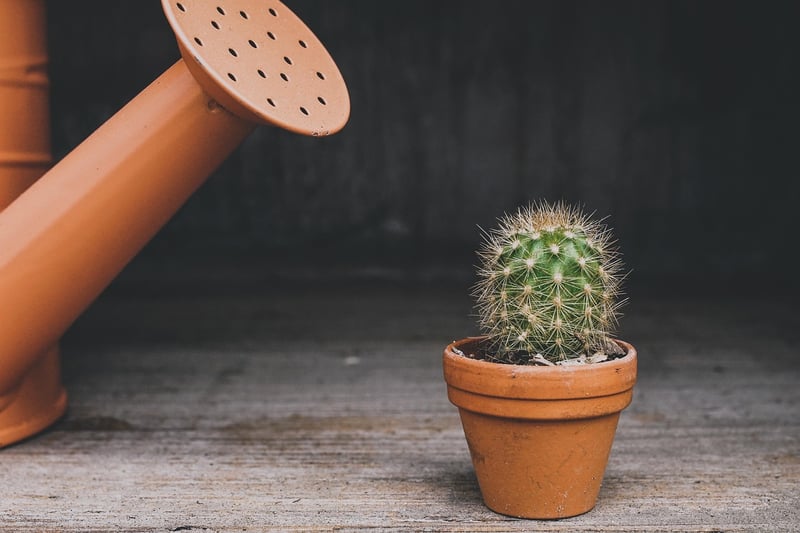 Hand-Painted Plant Pots